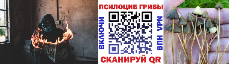 Псилоцибиновые грибы MAGIC MUSHROOMS  наркота  Выкса 